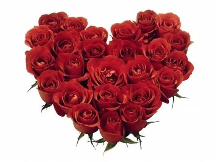 rose san valentino
