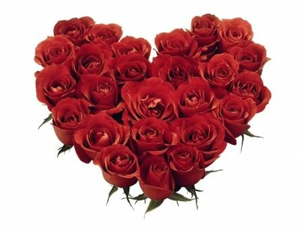 rose san valentino