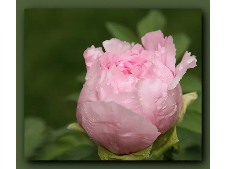 rose savona