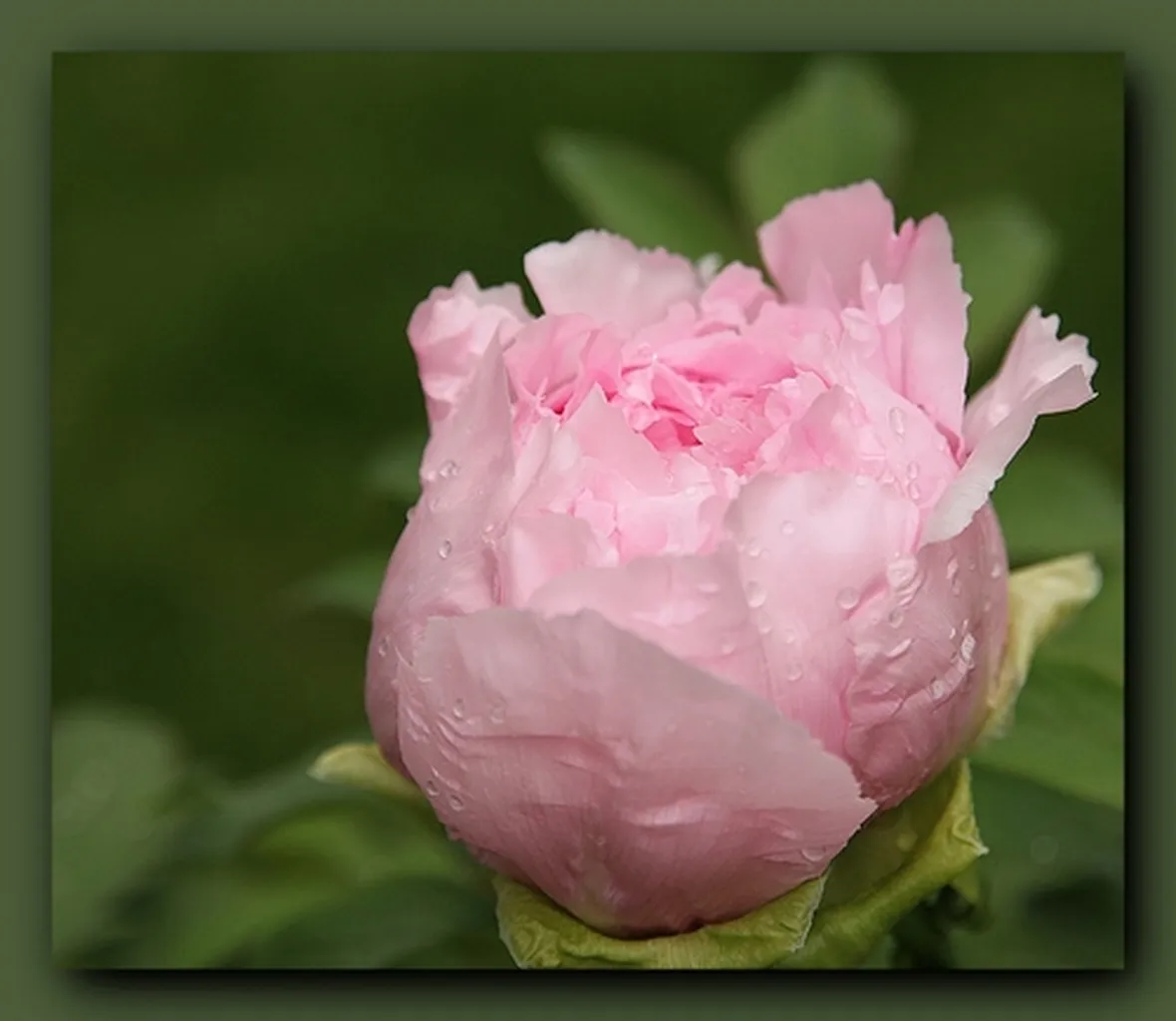 rose savona