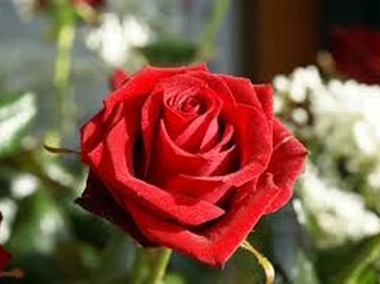 rose siracusa