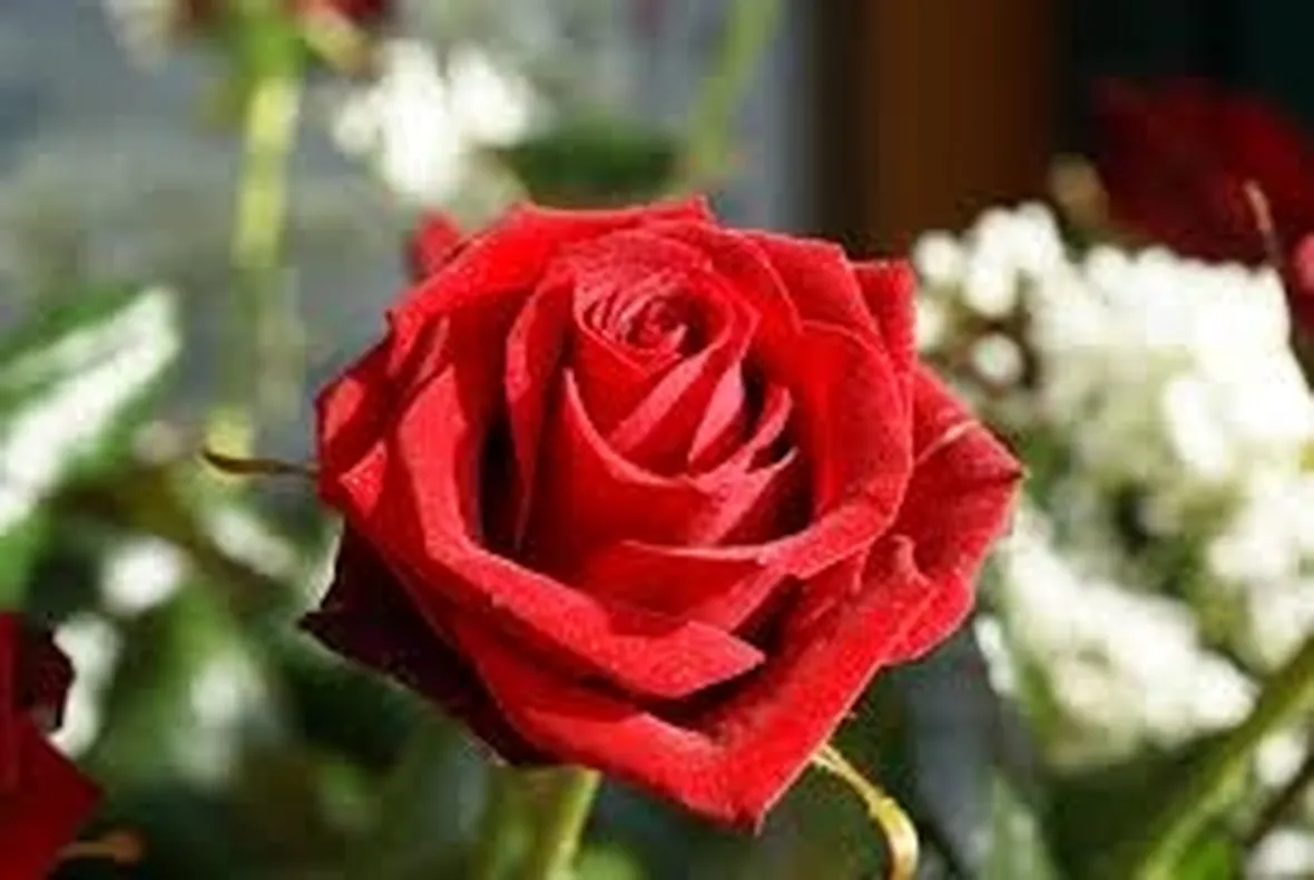 rose siracusa