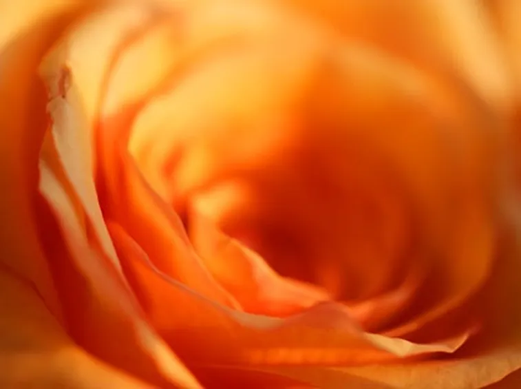 rose sondrio