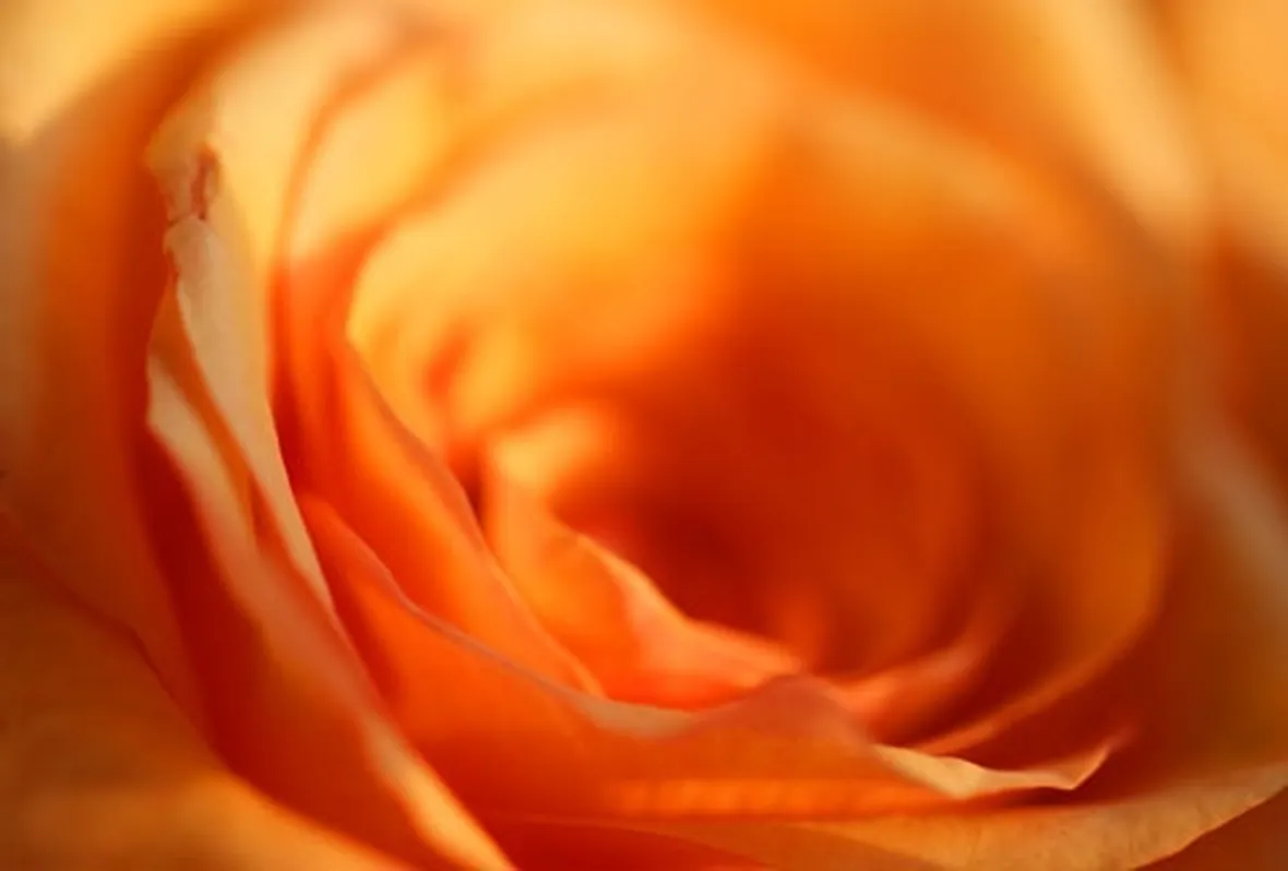 rose sondrio