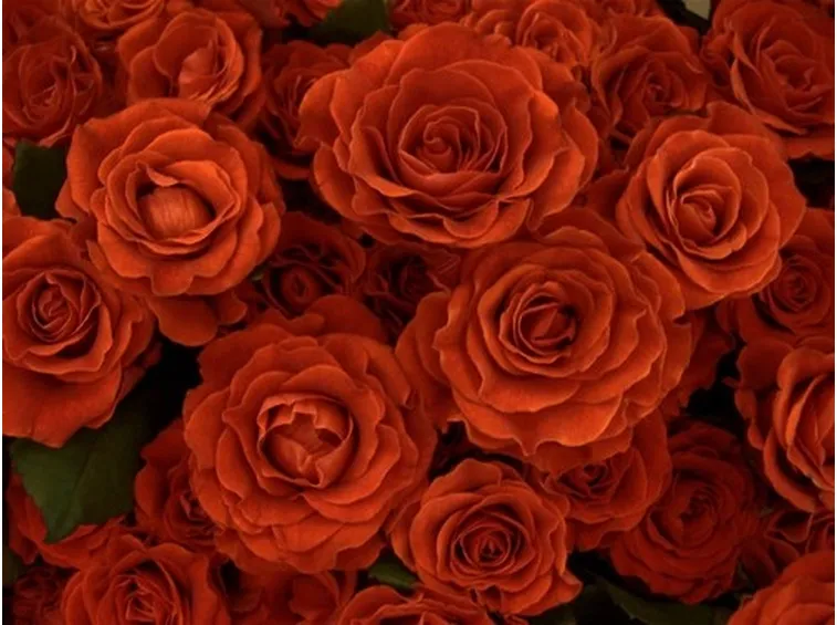 rose taranto