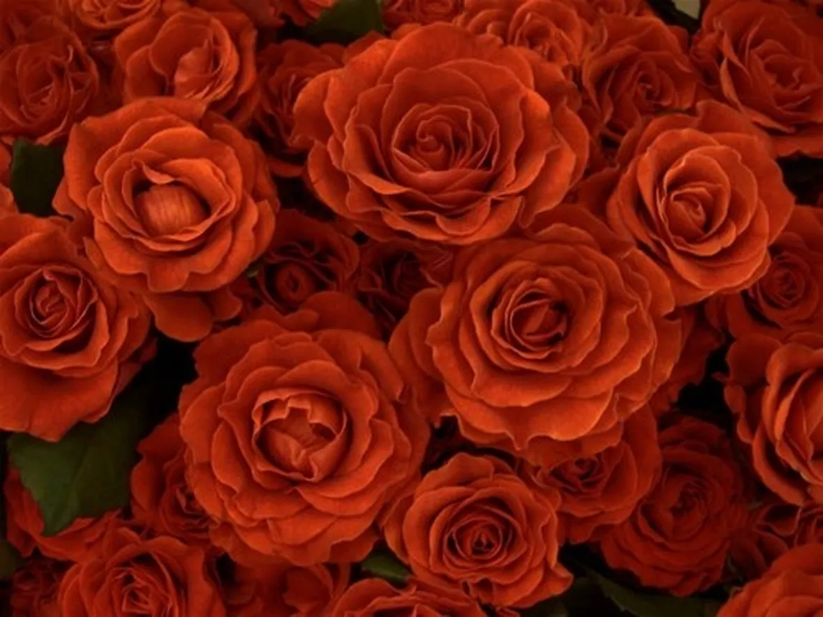 rose taranto