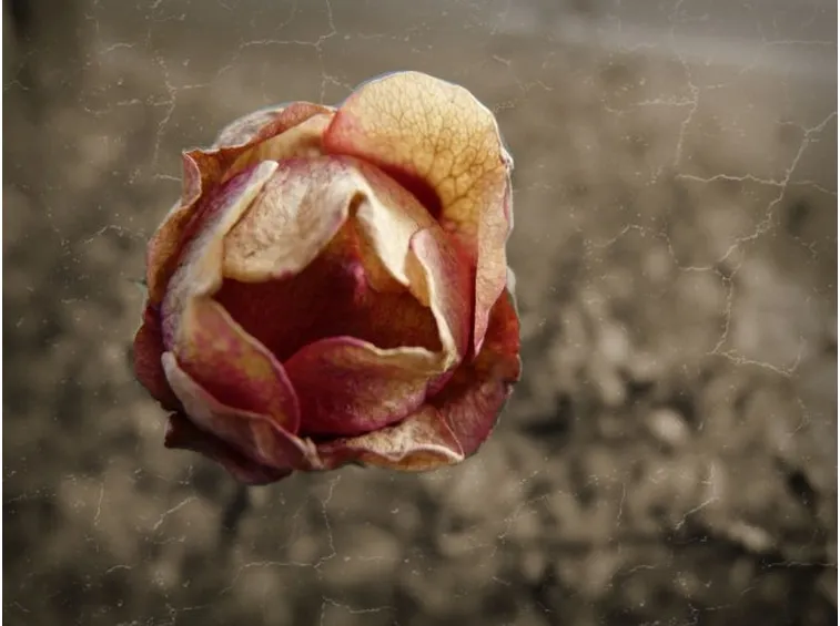 rose teramo