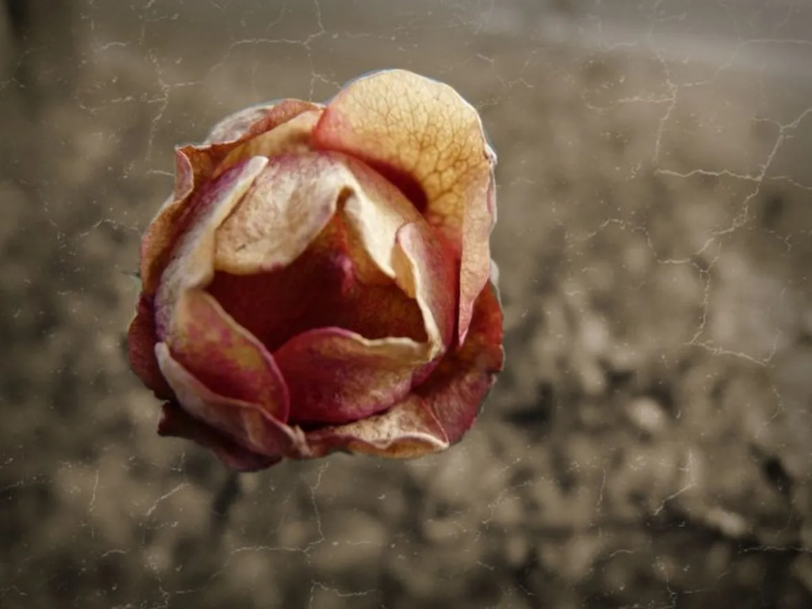 rose teramo