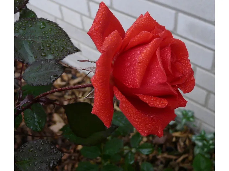 rose venezia