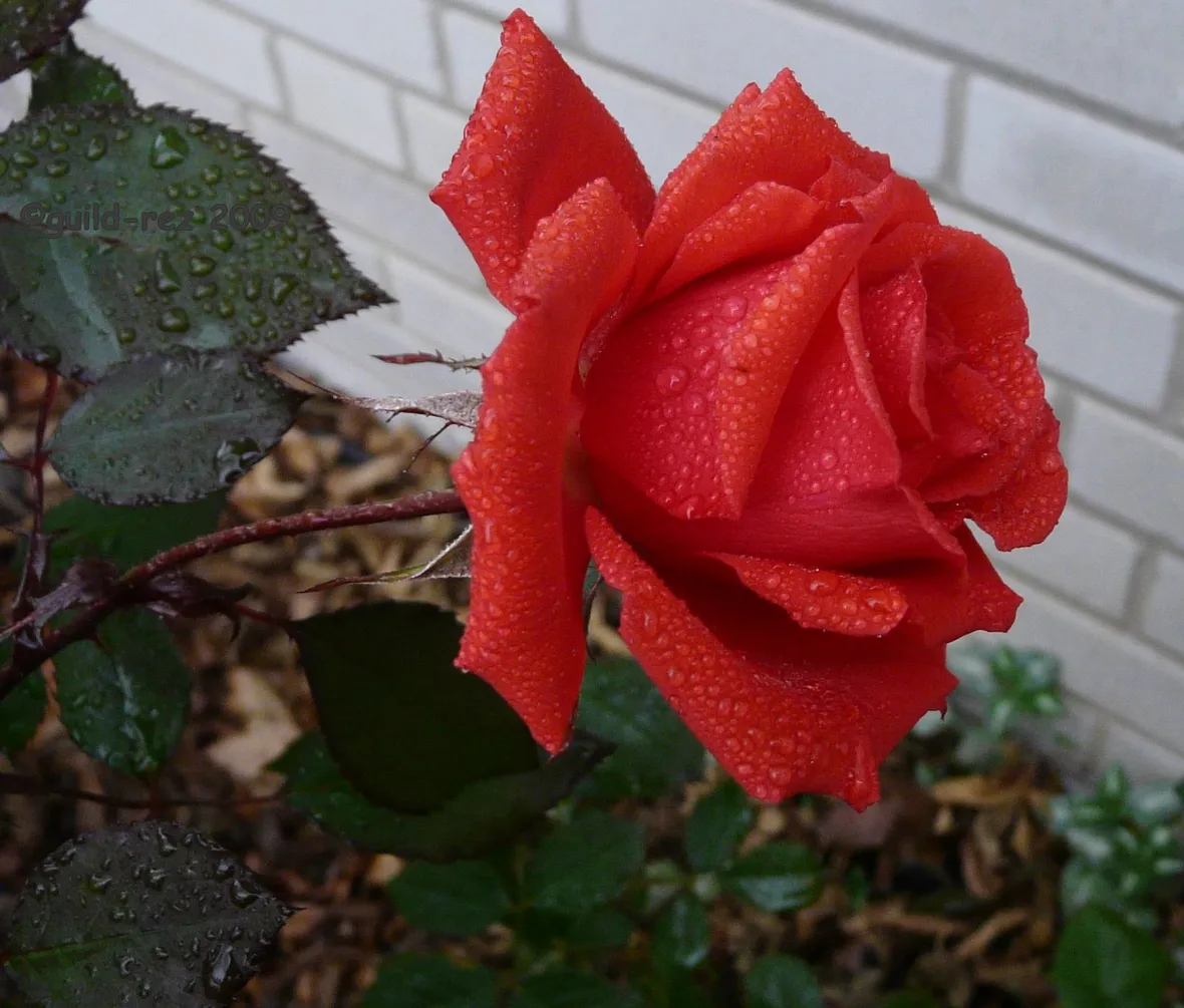 rose venezia