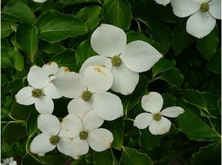 rose vercelli