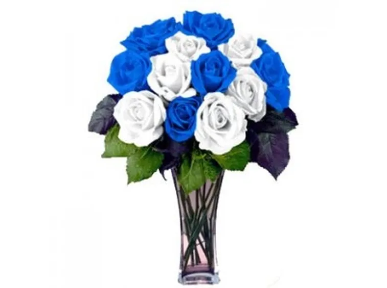 rose vibo valentia