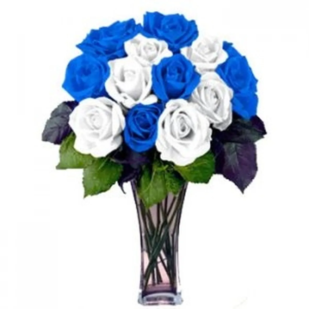 rose vibo valentia