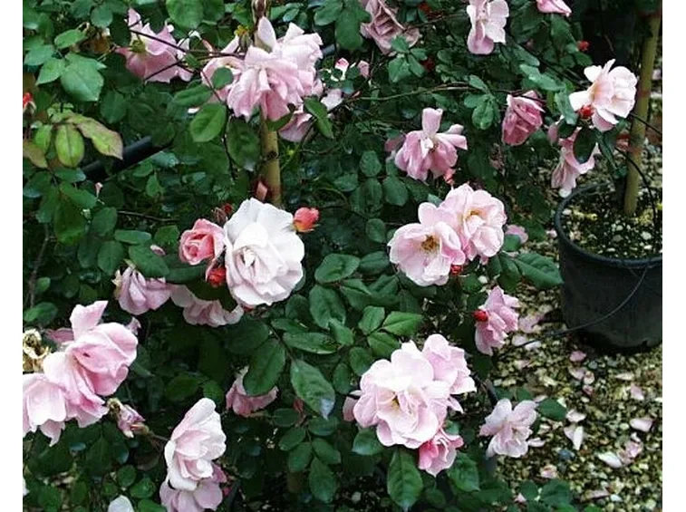 roselline rampicanti