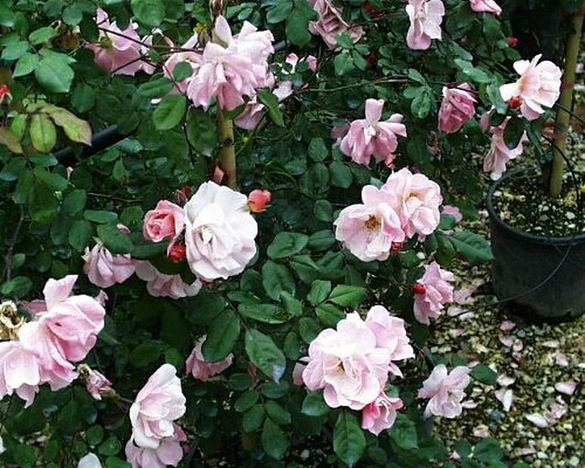 roselline rampicanti