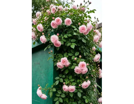 roselline rosa