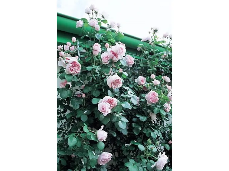 roselline rosa