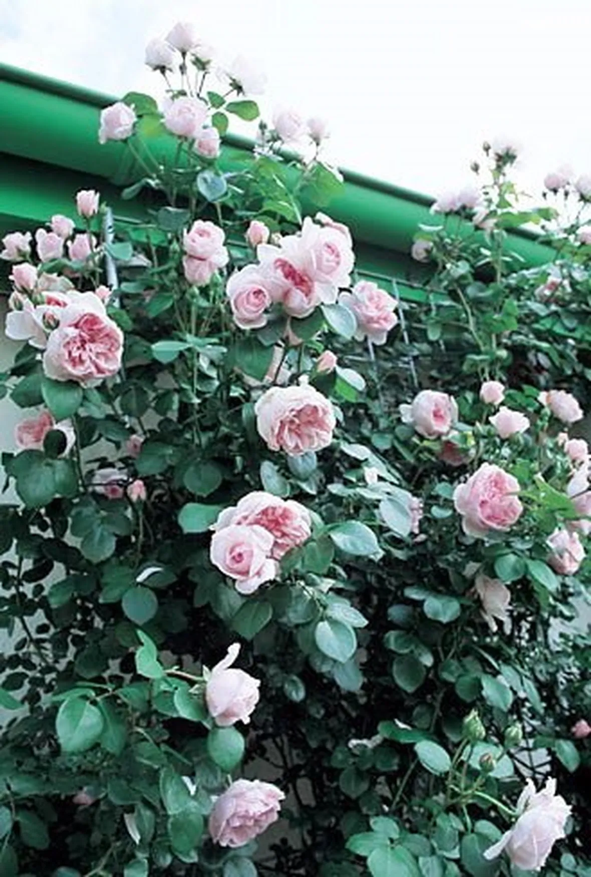 roselline rosa