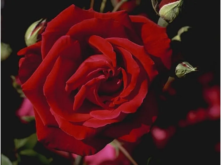 spedire mazzo di rose