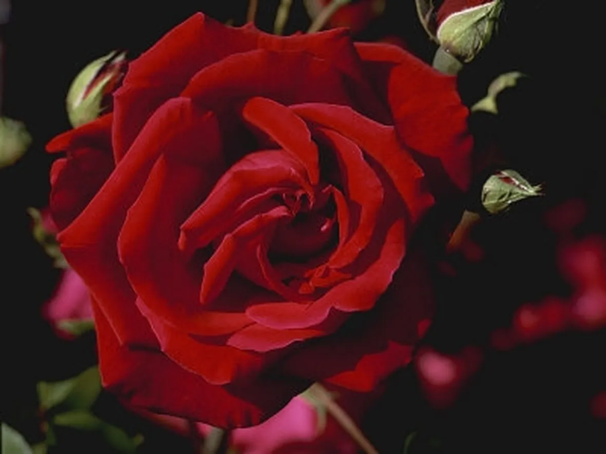 spedire mazzo di rose