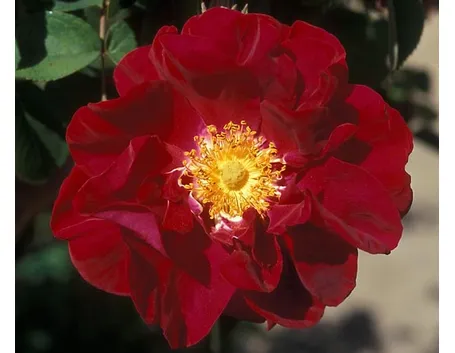 spedire rose