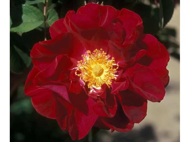 spedire rose