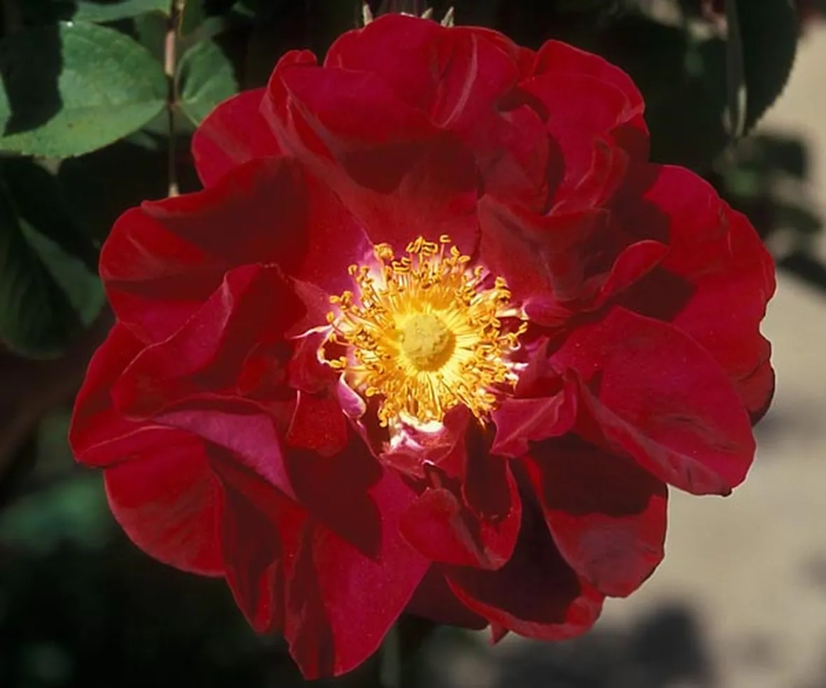 spedire rose