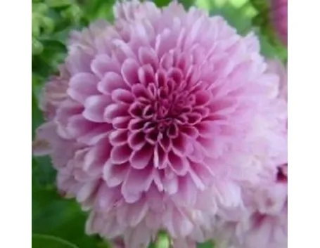 amicizia