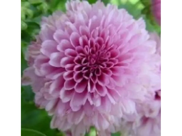 amicizia