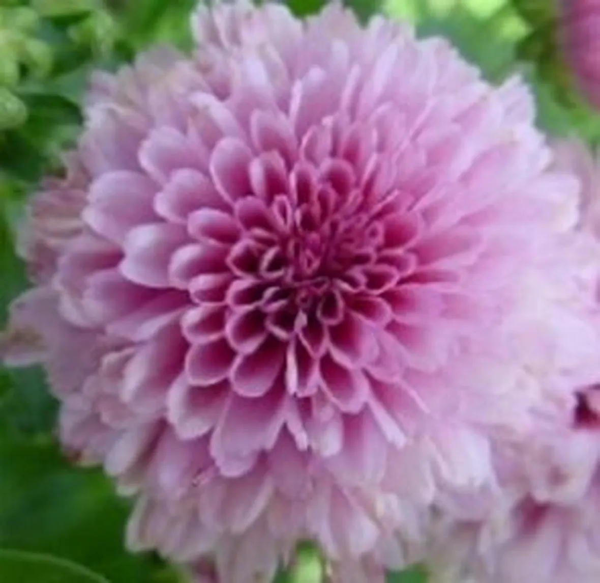 amicizia