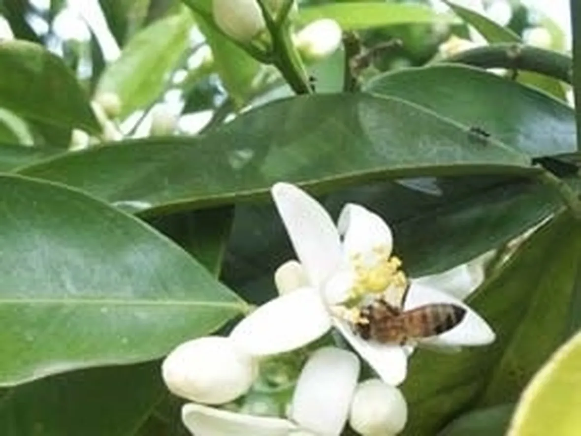 Arancio degli osagi