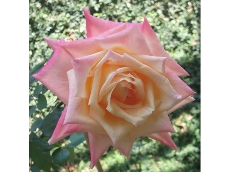 colore rose significato