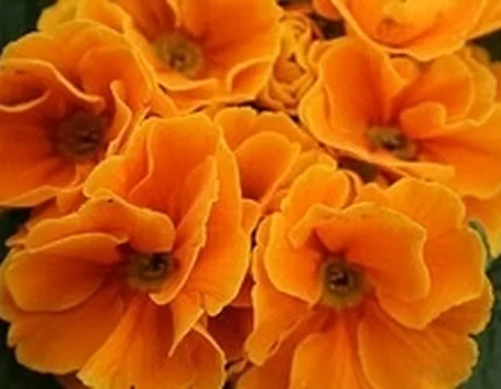 Domanda : albero arancio