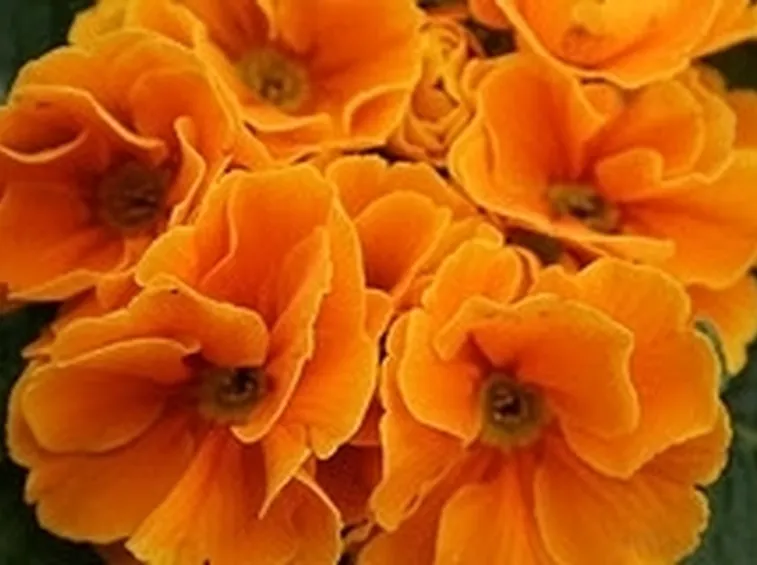Domanda : albero arancio
