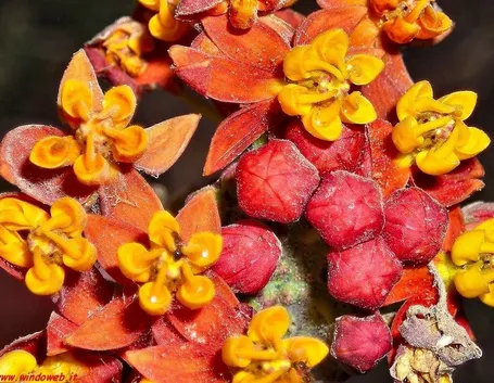 Domanda : Albero di arancio bruciato dal fuoco