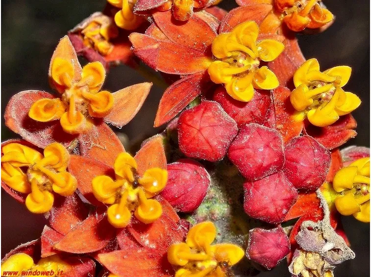 Domanda : Albero di arancio bruciato dal fuoco