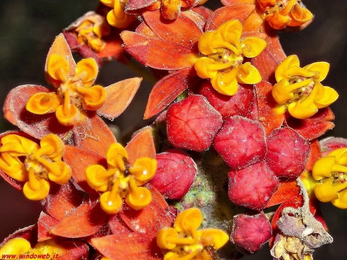 Domanda : Albero di arancio bruciato dal fuoco