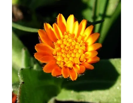 Domanda : Arancio, foglie arricciate