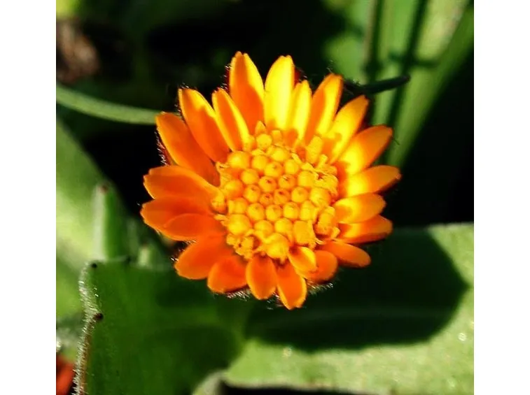 Domanda : Arancio, foglie arricciate