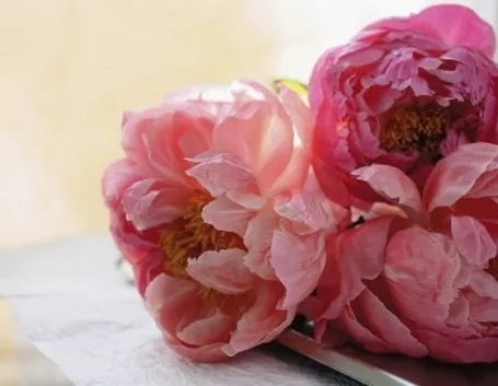 Domanda: Peonia arborea