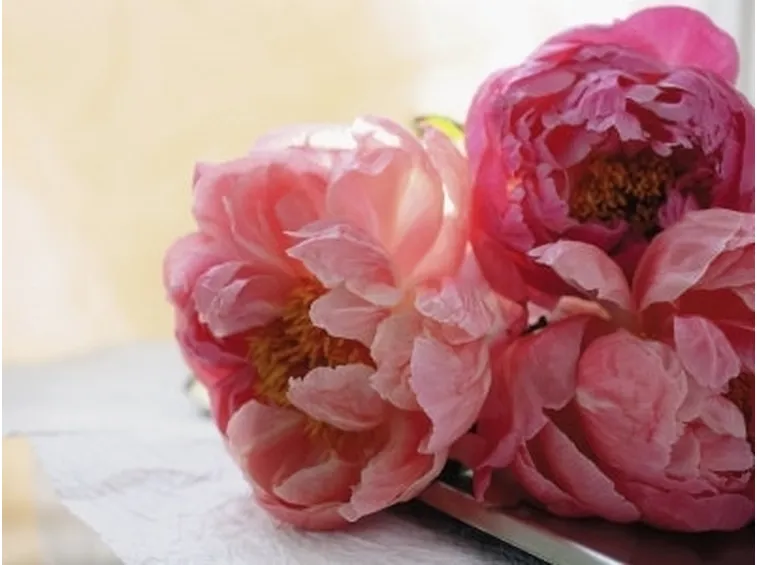 Domanda: Peonia arborea