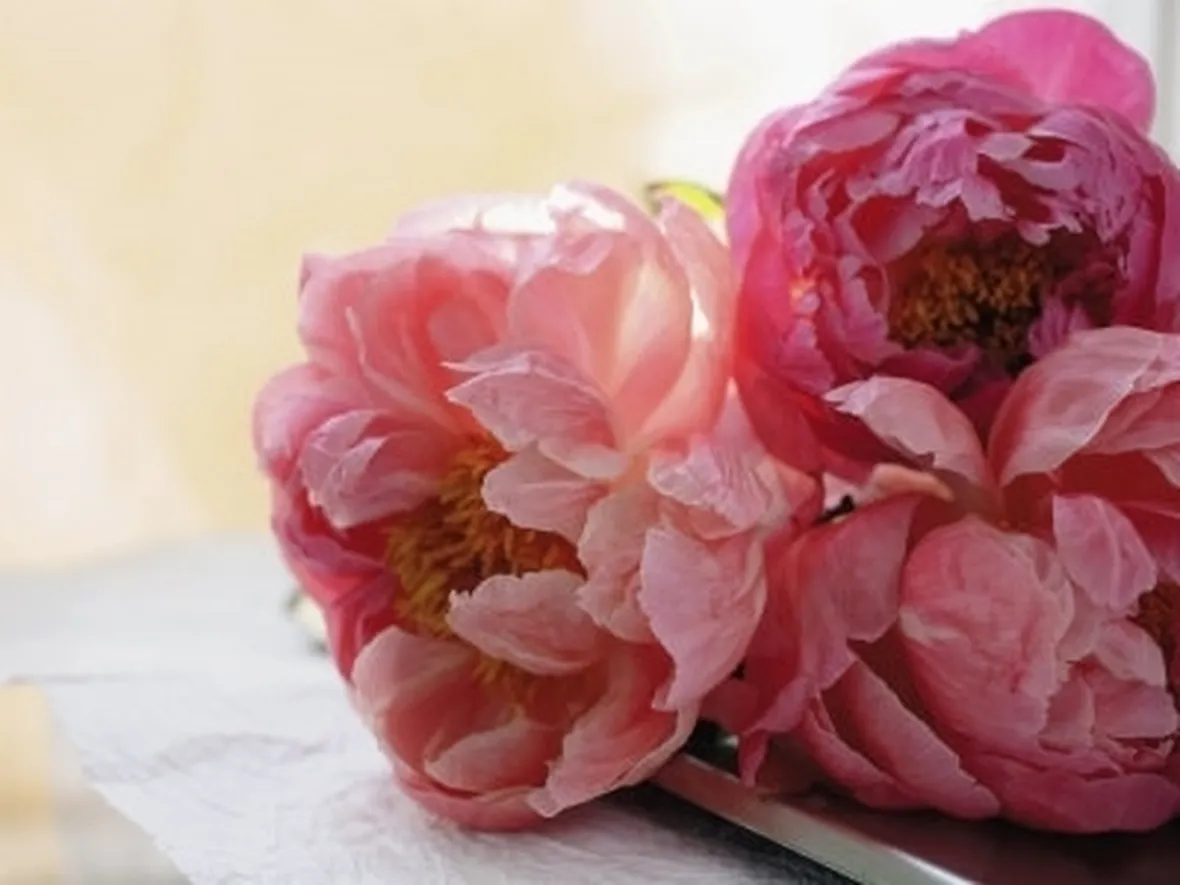 Domanda: Peonia arborea