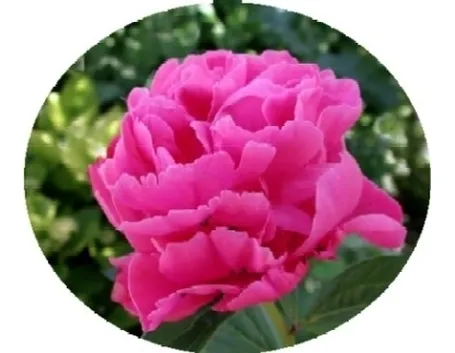 Domanda: perchè la mia peonia non fiorisce?