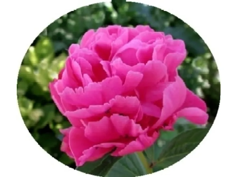 Domanda: perchè la mia peonia non fiorisce?