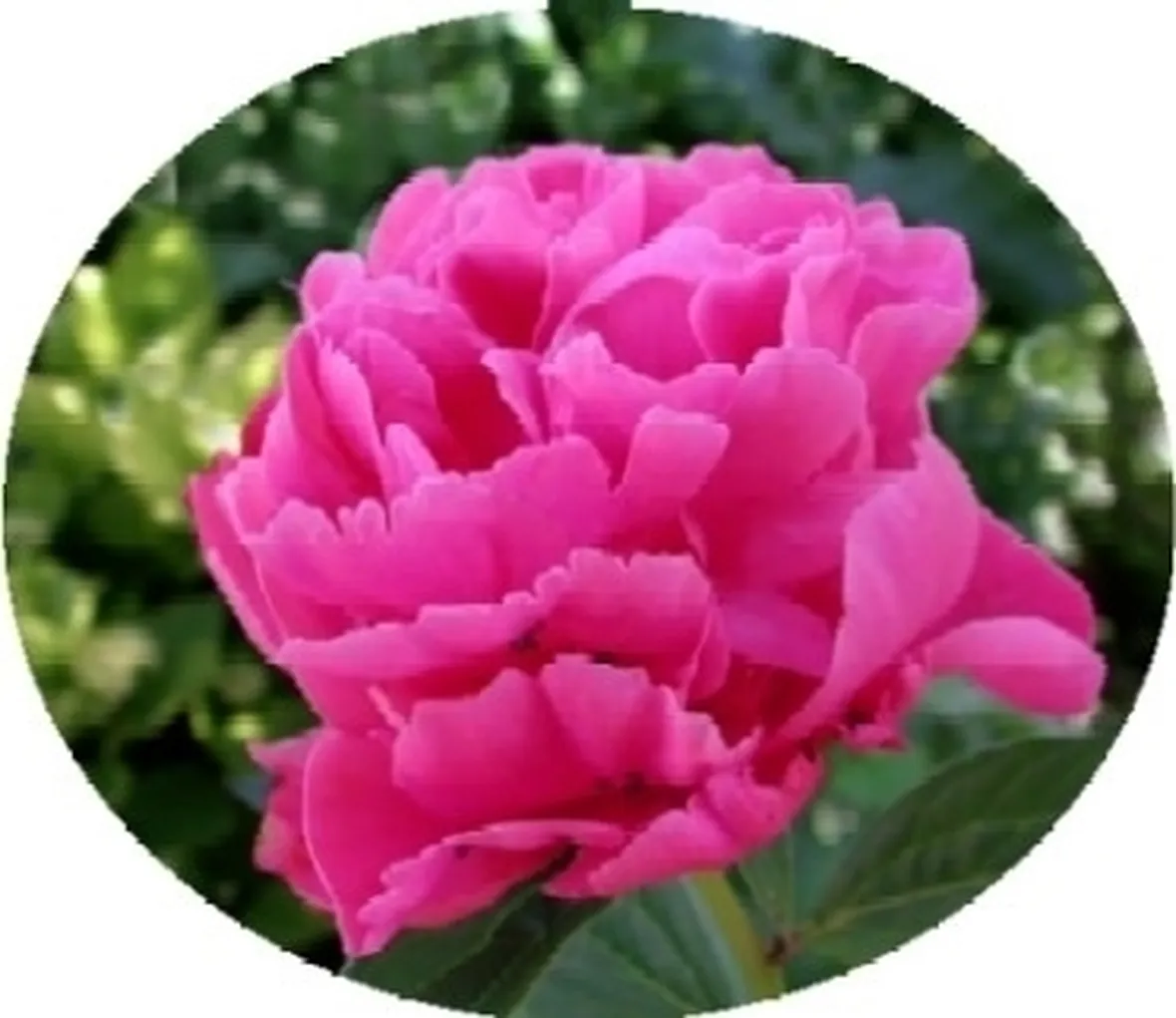 Domanda: perchè la mia peonia non fiorisce?