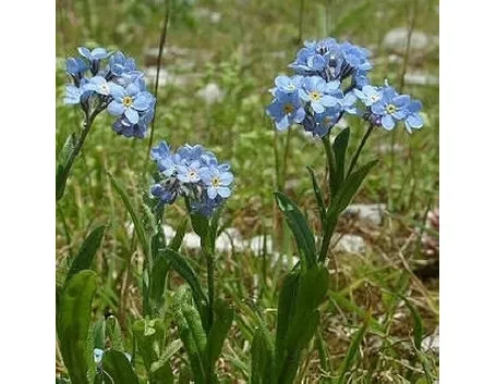 Etimologia e linguaggio dei fiori