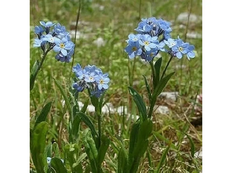 Etimologia e linguaggio dei fiori