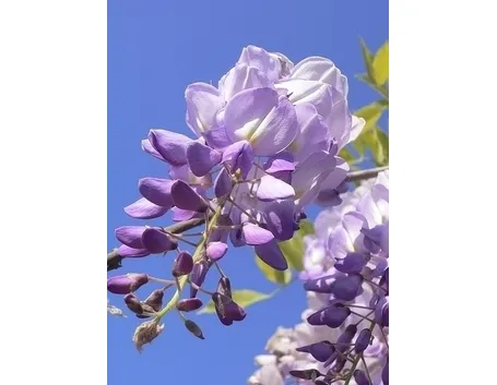 fiori amicizia-2