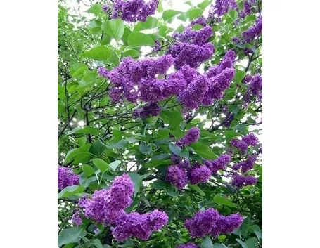 fiori amicizia