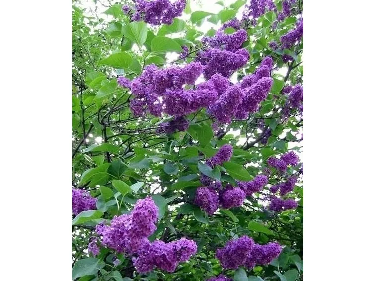 fiori amicizia